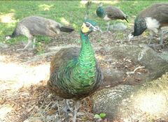 Pavo