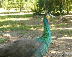 Pavo