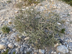 Condalia warnockii