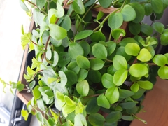 Peperomia glabella