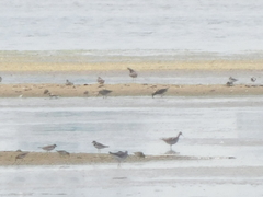 Charadrius semipalmatus