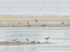 Charadrius semipalmatus