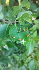 Zelus longipes