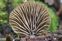 Resupinatus