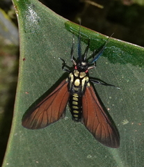 Eriphioides fastidiosa