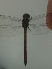 Lathrecista asiatica