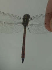 Lathrecista asiatica