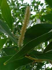 Acacia maidenii