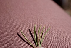 Pinus flexilis
