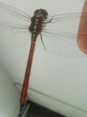 Lathrecista asiatica