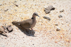 Streptopelia capicola