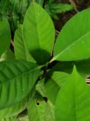 Psychotria tenuifolia