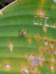 Pseudocercospora