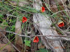 Gompholobium ecostatum