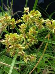 Cyperus virens
