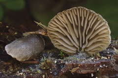 Resupinatus