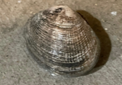 Bivalvia