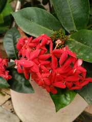 Ixora
