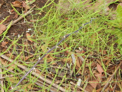 Asparagus