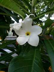 Plumeria