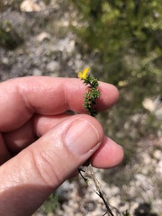 Aspalathus crassisepala