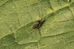 Microgastrinae