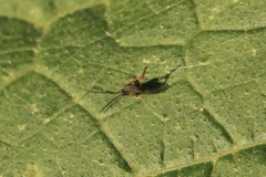 Microgastrinae