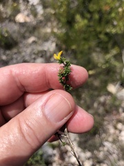 Aspalathus crassisepala