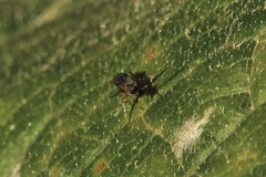 Microgastrinae