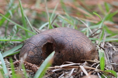 Pisolithus