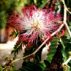 Calliandra selloi