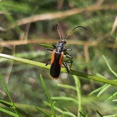 Chauliognathus limbicollis