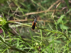 Chauliognathus limbicollis