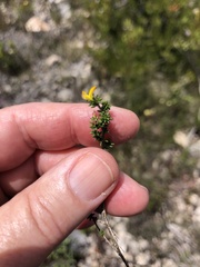 Aspalathus crassisepala