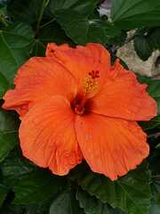 Hibiscus rosa-sinensis