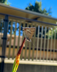 Theclinesthes onycha
