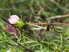 Chauliognathus limbicollis