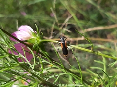 Chauliognathus limbicollis
