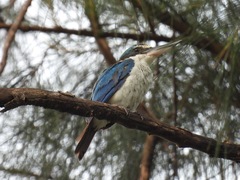 Todiramphus chloris