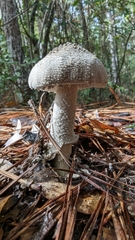 Amanita pelioma