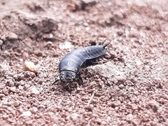 Coleoptera