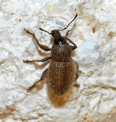 Peritaxia hispida