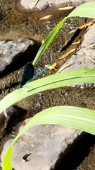 Matrona cyanoptera