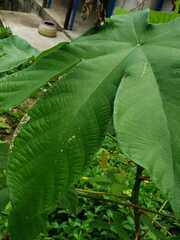 Cecropia obtusifolia