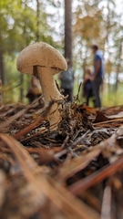 Amanita pelioma