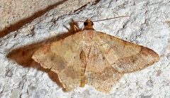 Psamatodes abydata