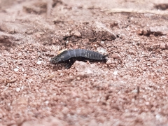 Coleoptera