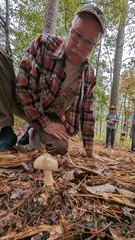 Amanita pelioma