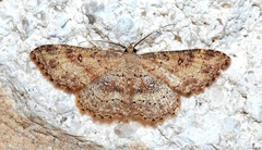Cyclophora nanaria