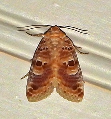 Diastema tigris